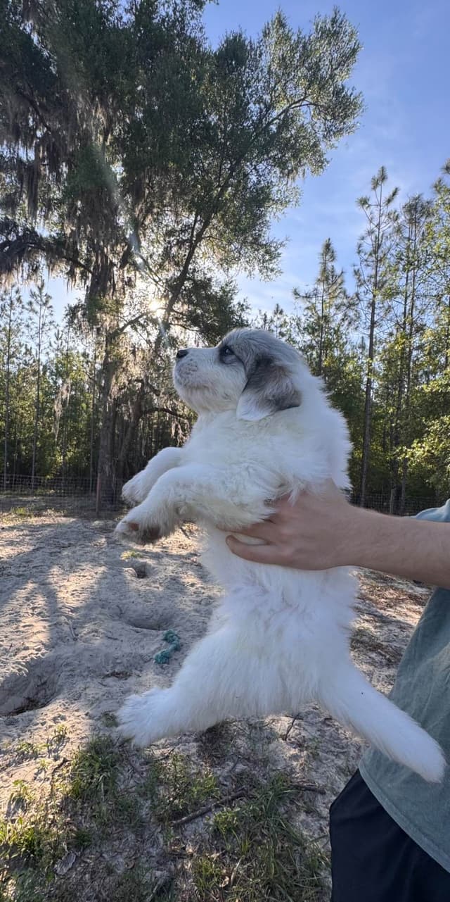 Great Pyrenees Puppies media 10