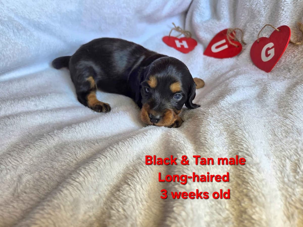 Dachshund Puppies breeder image 3