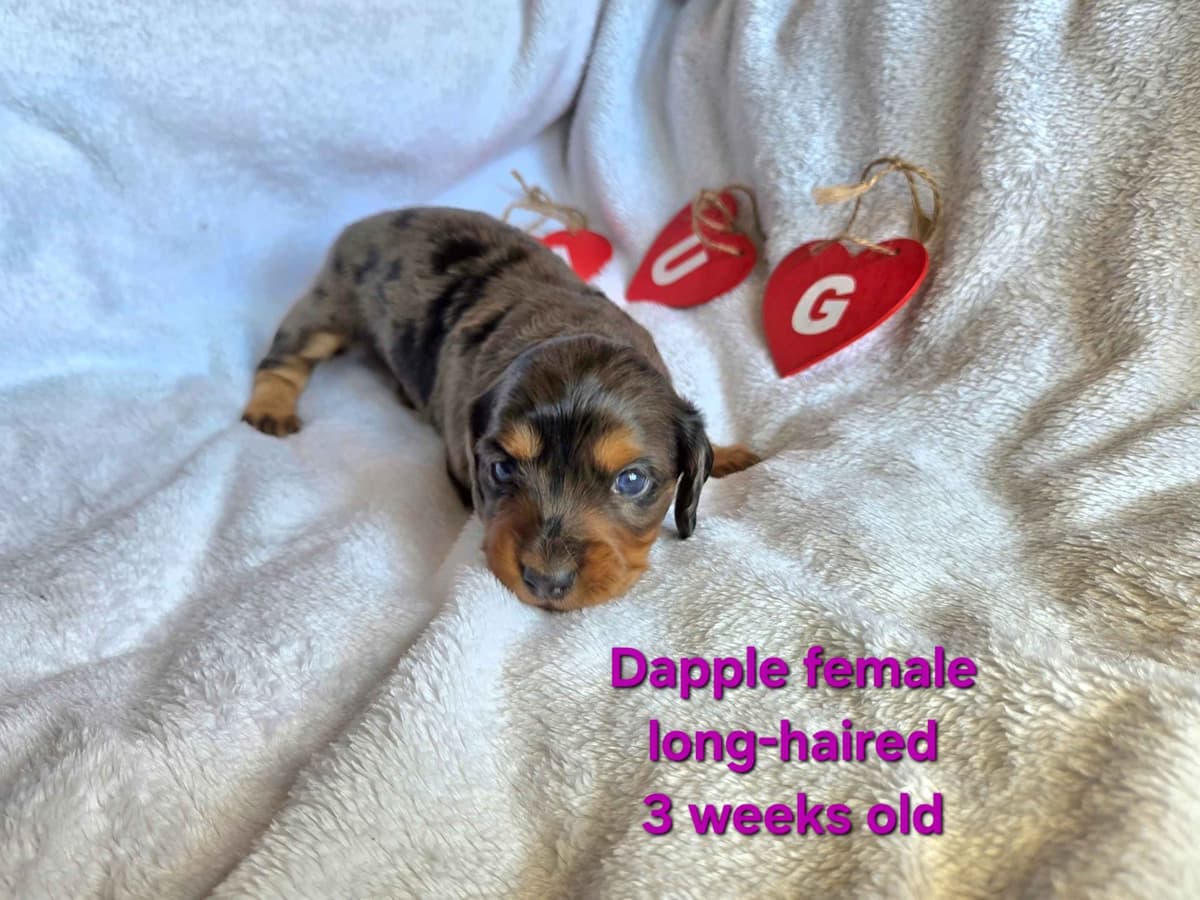 Dachshund Puppies breeder image 4