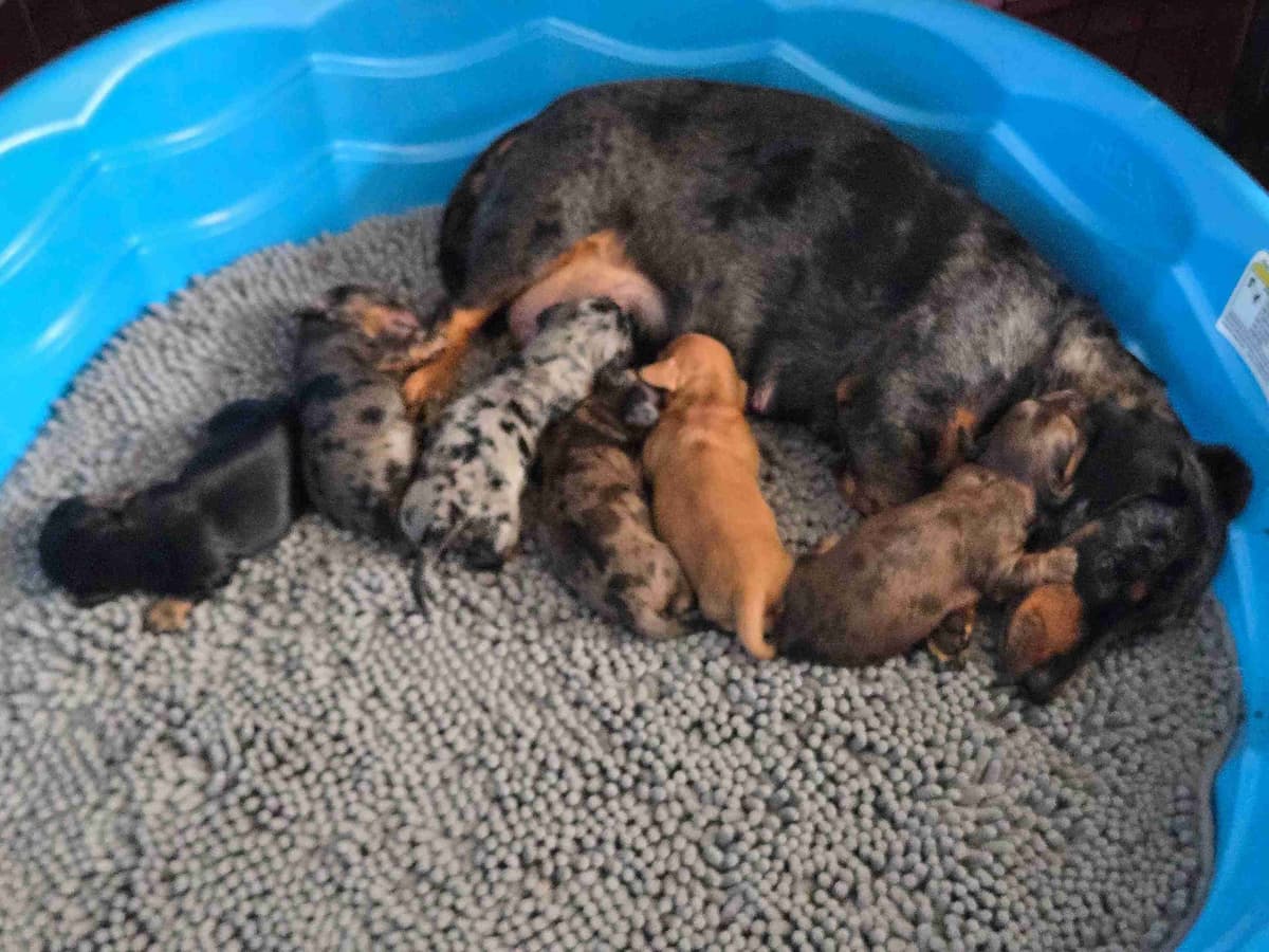 Dachshund Puppies breeder image 7