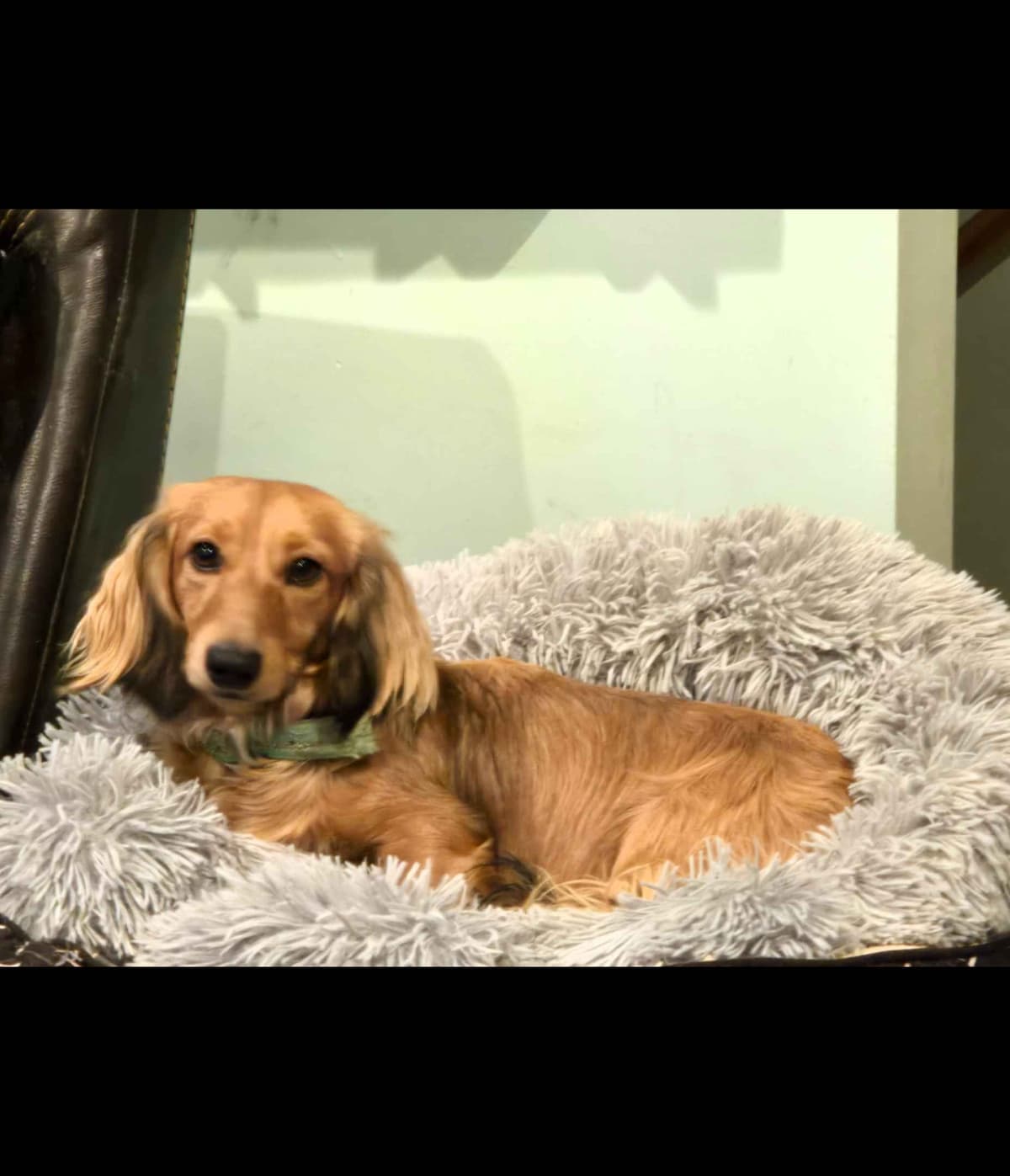 Dachshund Puppies breeder image 8