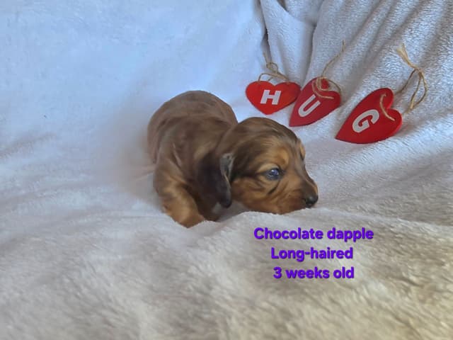 Dachshund Puppies media 2