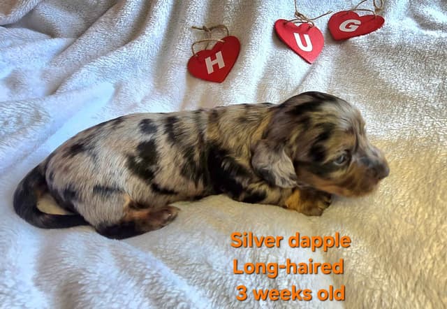 Dachshund Puppies media 4