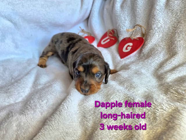 Dachshund Puppies media 6