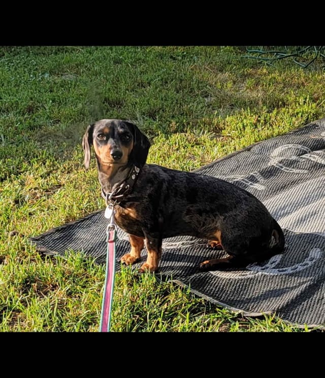 Dachshund Puppies media 7