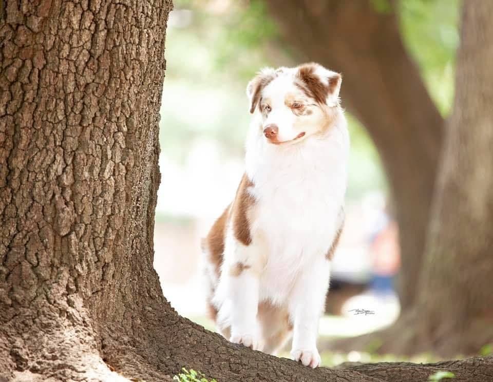 Australian Shepherd Puppies - Riggs X Natasha breeder image 1