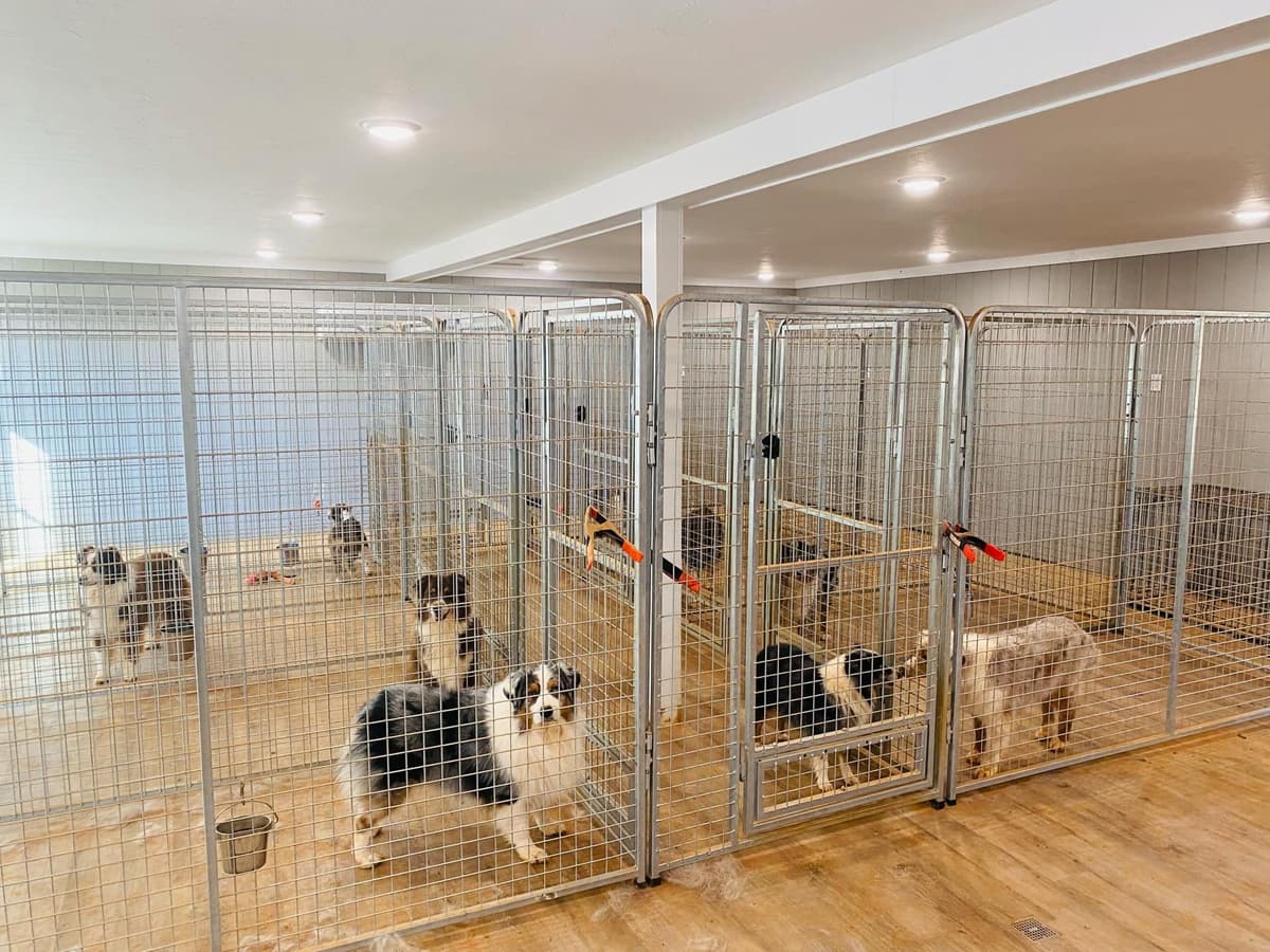 Australian Shepherd Puppies - Riggs X Natasha breeder image 3