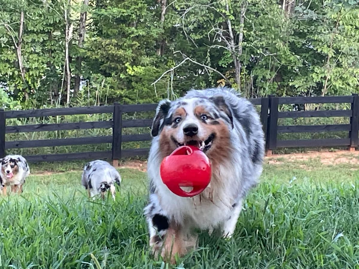 Australian Shepherd Puppies - Riggs X Natasha breeder image 4