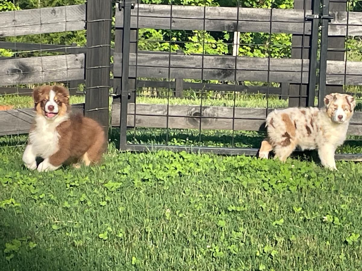 Australian Shepherd Puppies - Riggs X Natasha breeder image 5