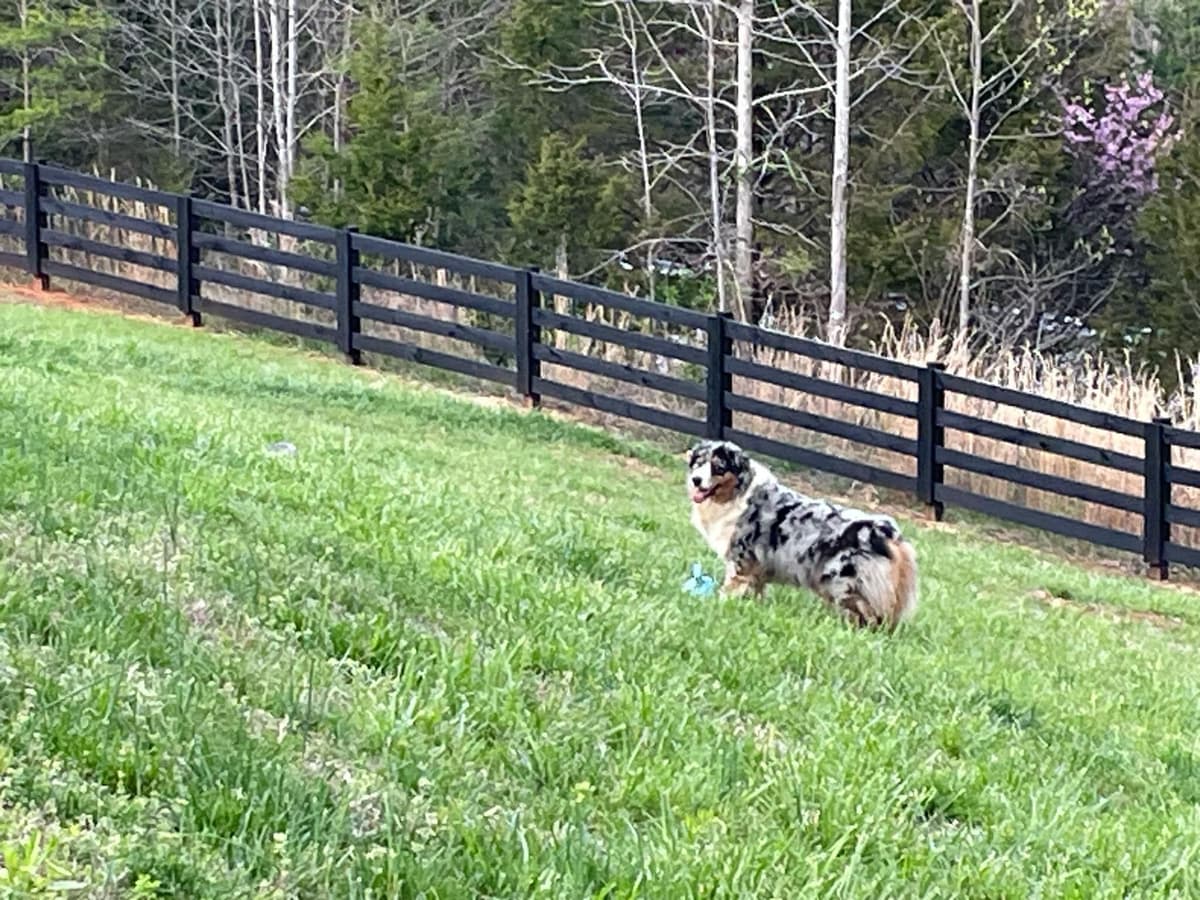 Australian Shepherd Puppies - Riggs X Natasha breeder image 6
