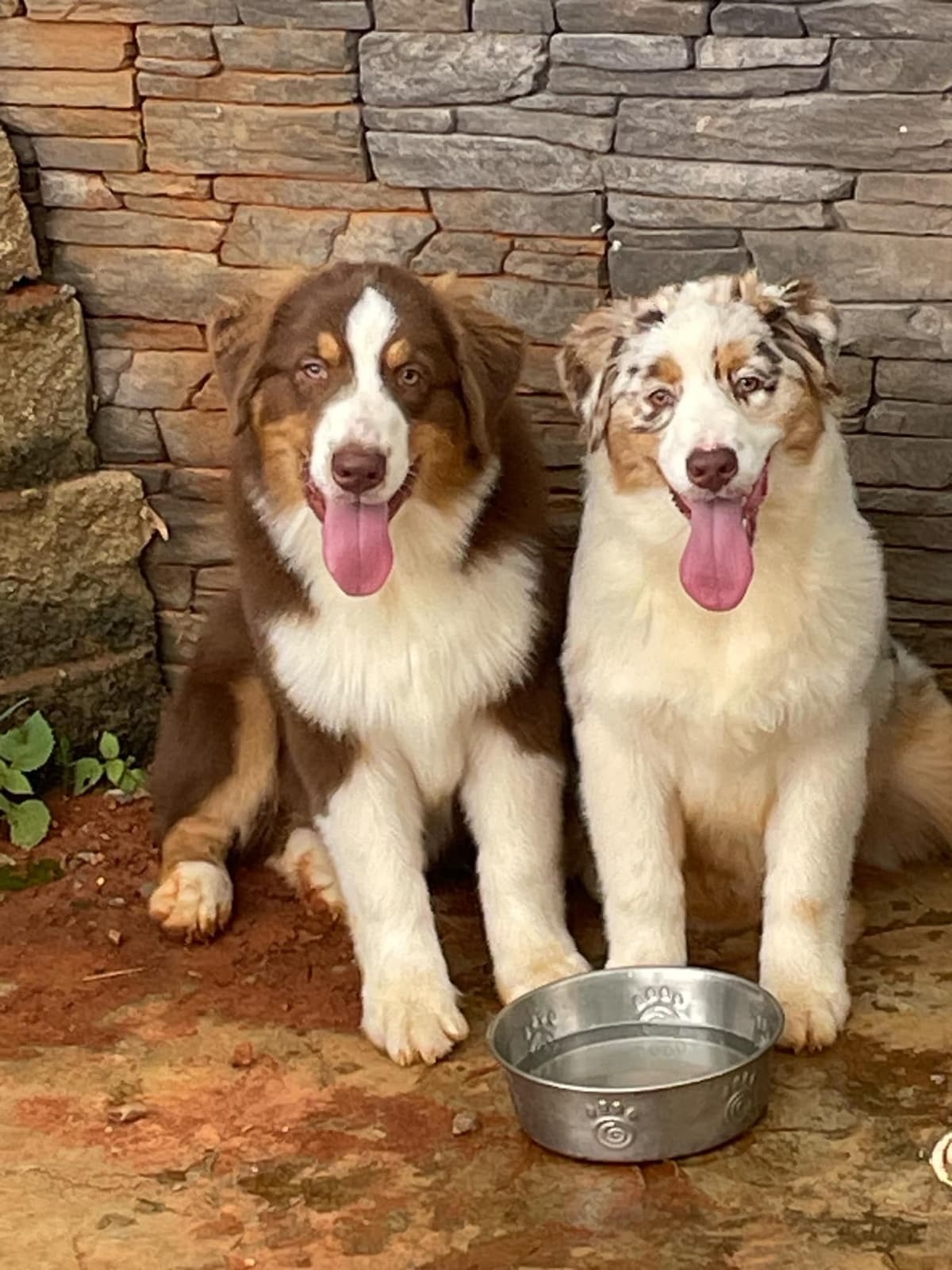 Australian Shepherd Puppies - Riggs X Natasha breeder image 9