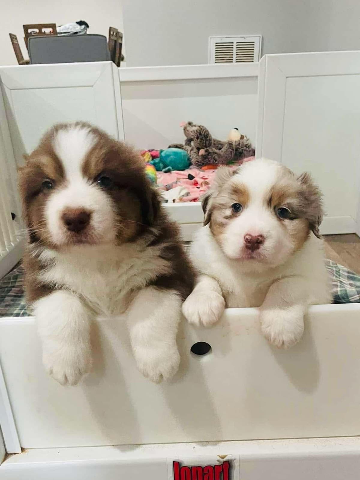 Australian Shepherd Puppies - Riggs X Natasha breeder image 10