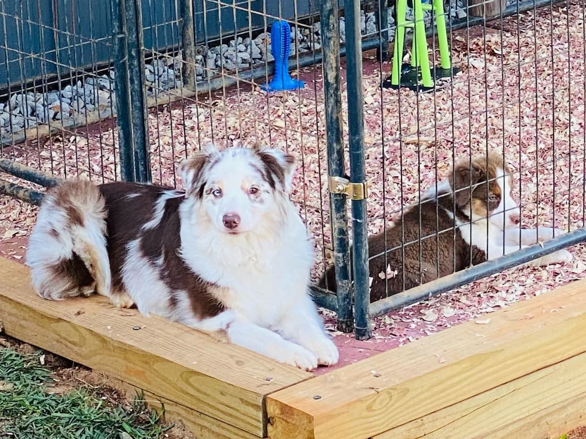 Australian Shepherd Puppies - Riggs X Natasha breeder image 11