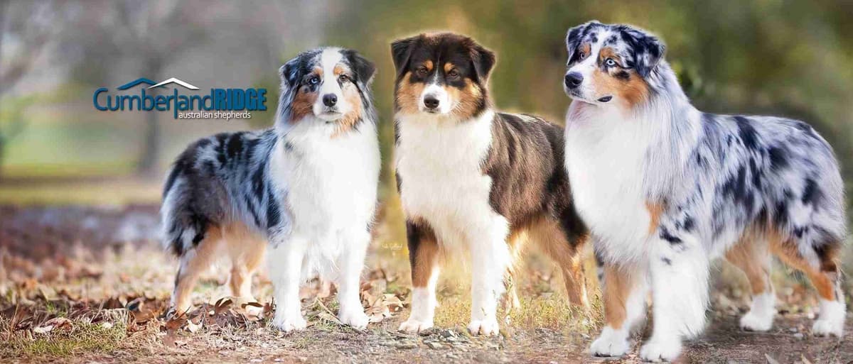 Australian Shepherd Puppies - Riggs X Natasha breeder image 13