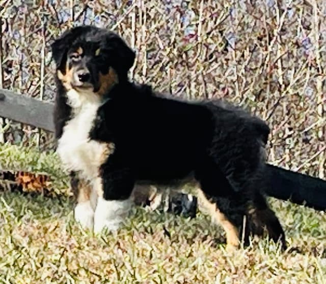 Australian Shepherd Puppies media 2