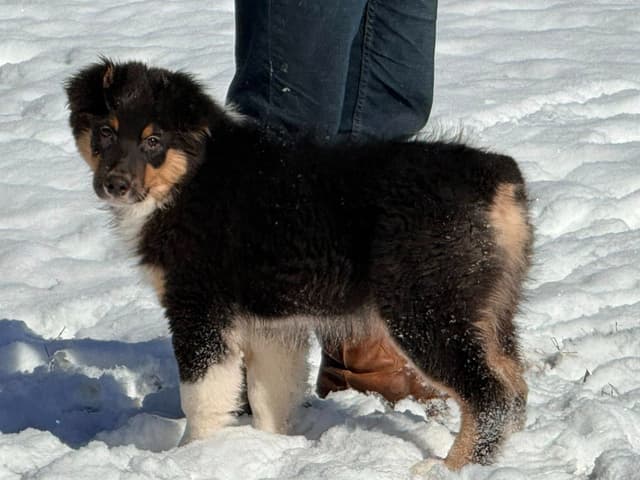 Australian Shepherd Puppies media 3