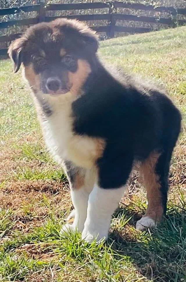 Australian Shepherd Puppies media 4