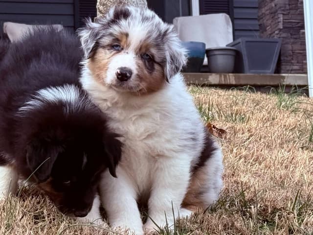 Australian Shepherd Puppies media 5