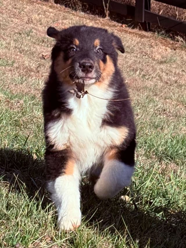 Australian Shepherd Puppies media 6
