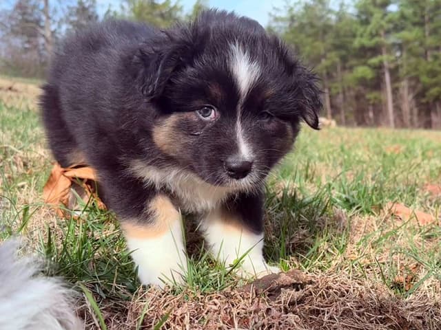 Australian Shepherd Puppies media 7