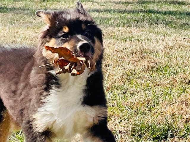 Australian Shepherd Puppies media 8