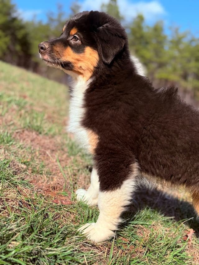 Australian Shepherd Puppies media 9