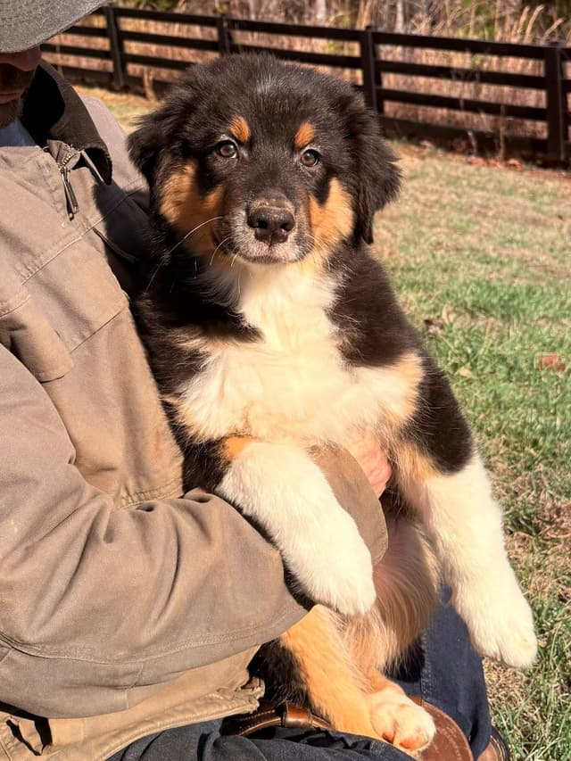 Australian Shepherd Puppies media 12