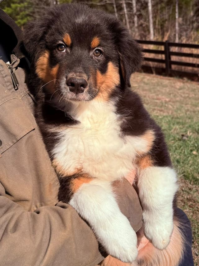 Australian Shepherd Puppies media 13