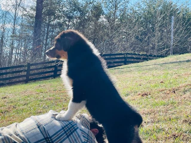Australian Shepherd Puppies media 14