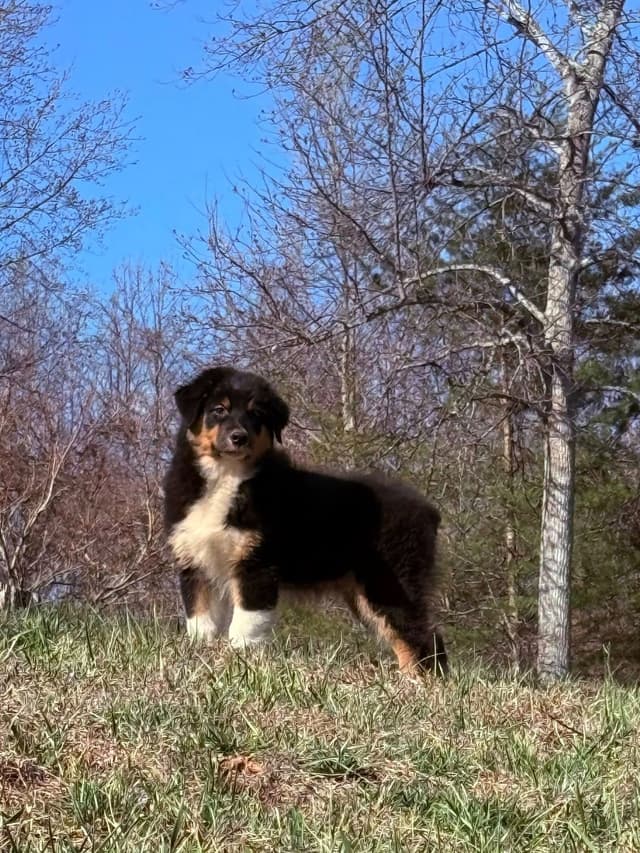 Australian Shepherd Puppies media 15