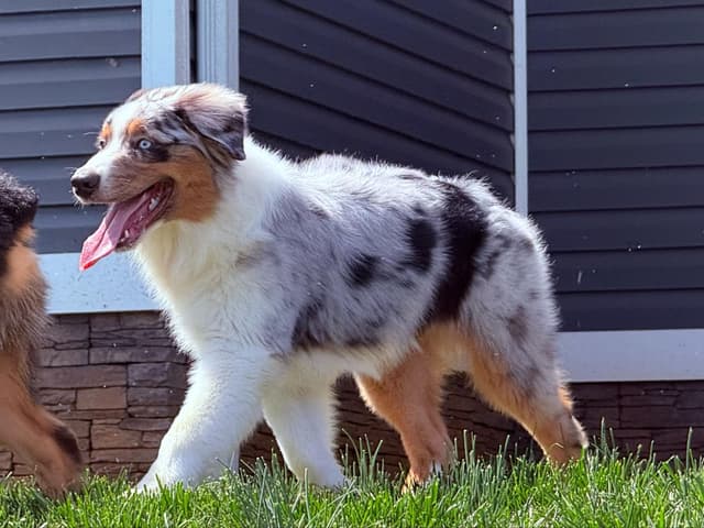 Australian Shepherd Puppies media 16