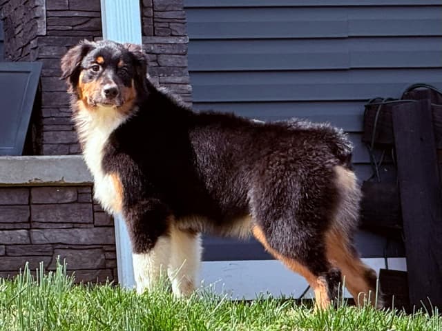 Australian Shepherd Puppies media 17