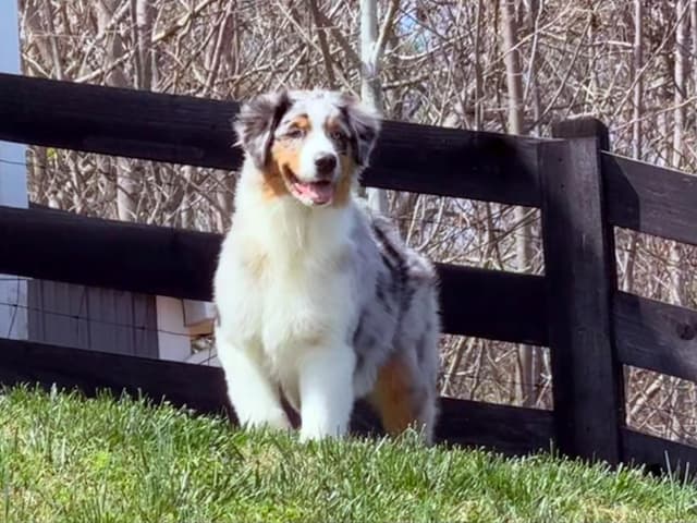 Australian Shepherd Puppies media 18