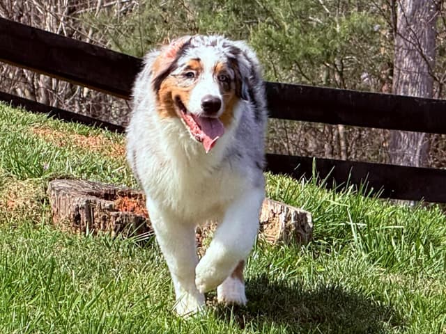 Australian Shepherd Puppies media 21