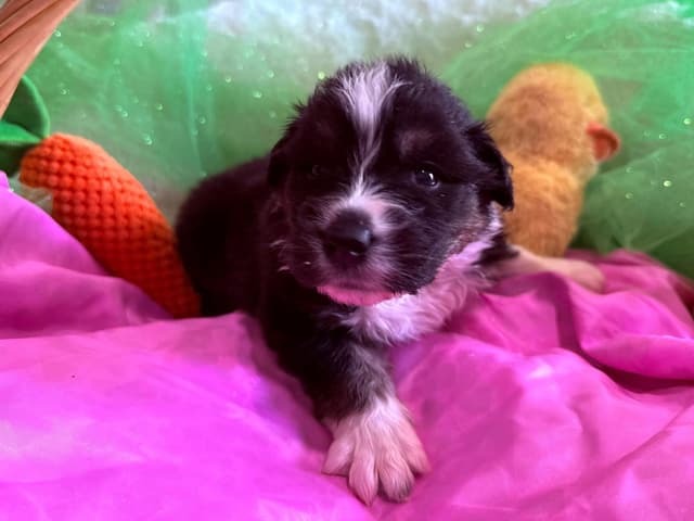 Australian Shepherd Puppies - Riggs X Natasha media 2