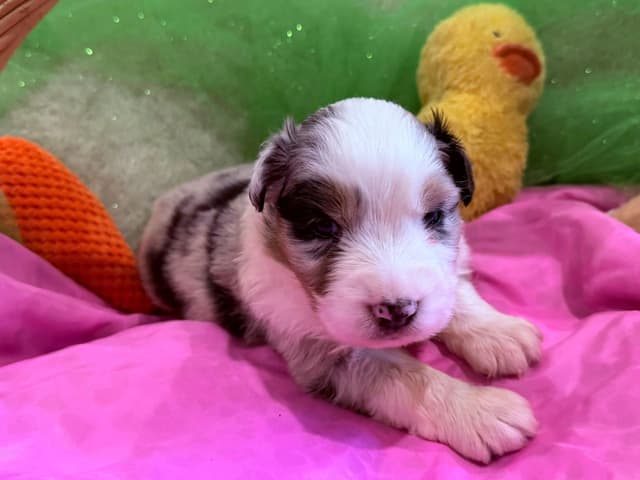 Australian Shepherd Puppies - Riggs X Natasha media 3