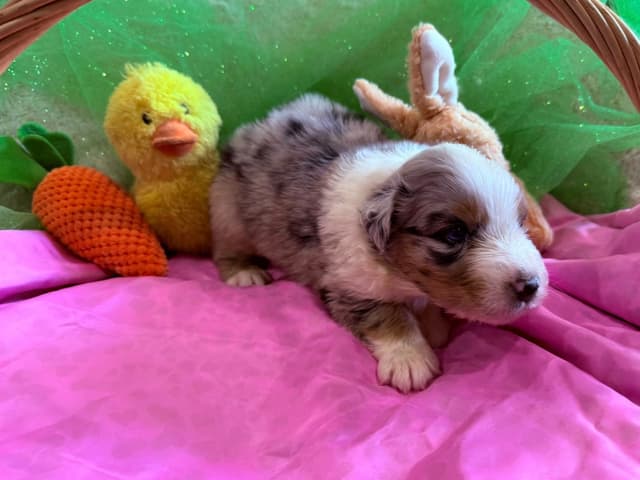 Australian Shepherd Puppies - Riggs X Natasha media 4