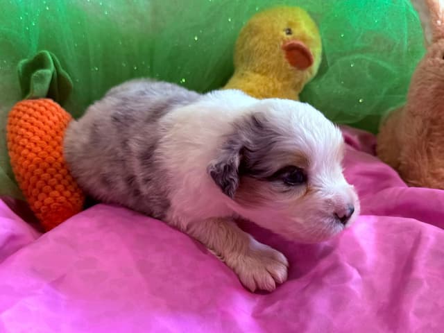 Australian Shepherd Puppies - Riggs X Natasha media 5