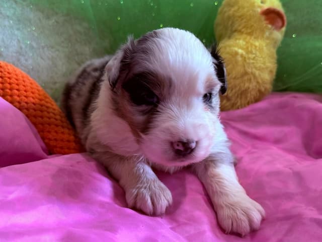 Australian Shepherd Puppies - Riggs X Natasha media 7
