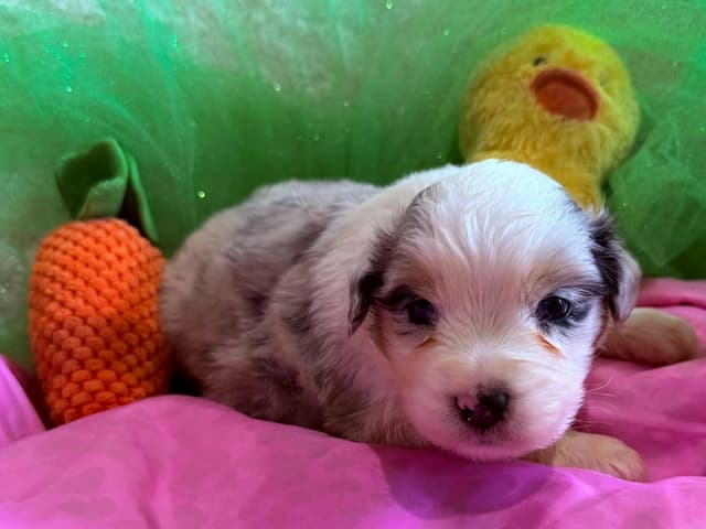 Australian Shepherd Puppies - Riggs X Natasha media 9