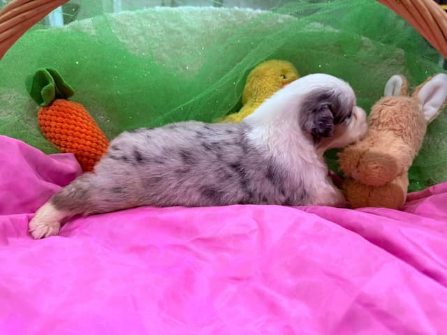 Australian Shepherd Puppies - Riggs X Natasha media 11