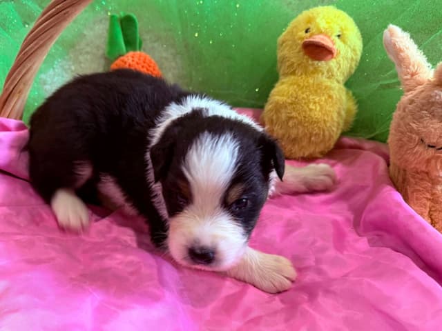 Australian Shepherd Puppies - Riggs X Natasha media 12