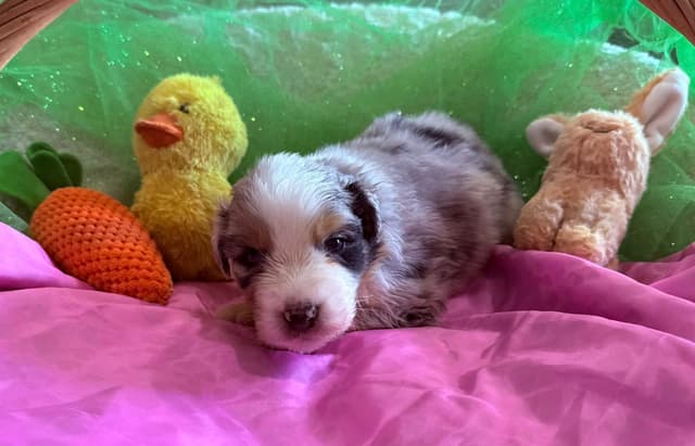 Australian Shepherd Puppies - Riggs X Natasha media 13