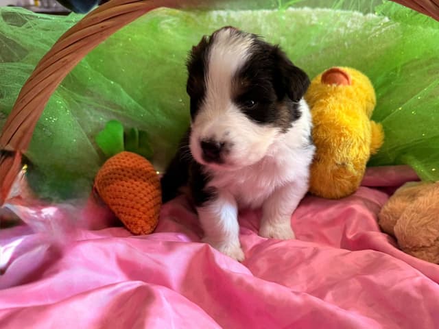 Australian Shepherd Puppies - Riggs X Natasha media 14