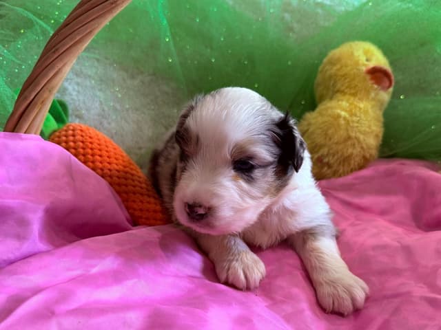 Australian Shepherd Puppies - Riggs X Natasha media 15