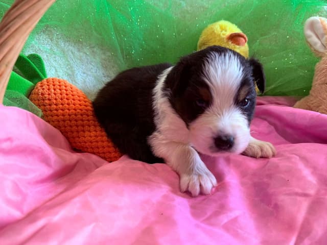 Australian Shepherd Puppies - Riggs X Natasha media 16