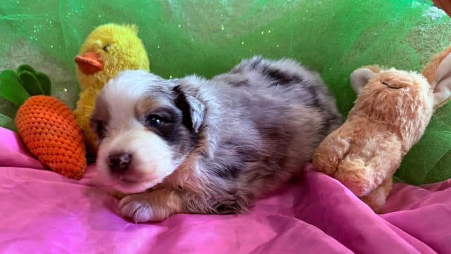 Australian Shepherd Puppies - Riggs X Natasha media 17