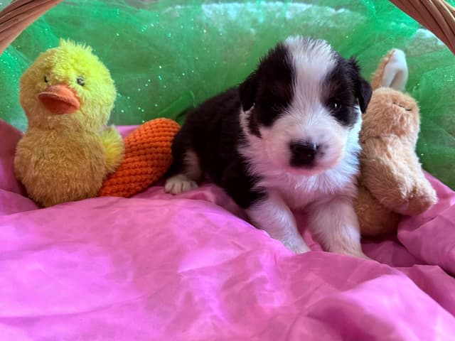 Australian Shepherd Puppies - Riggs X Natasha media 18