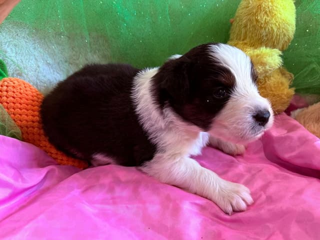 Australian Shepherd Puppies - Riggs X Natasha media 19