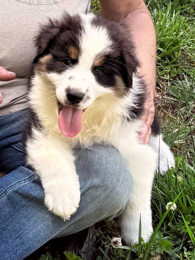 Australian Shepherd Puppies - Riggs X Natasha media 20